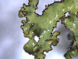 Tuckermanopsis ciliaris image