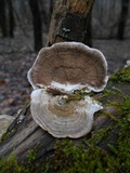 Trametes villosa image