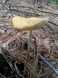 Oudemansiella furfuracea image