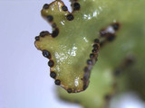 Tuckermanopsis ciliaris image