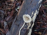 Mycena tenax image