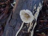 Mycena tenax image