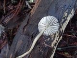 Mycena tenax image