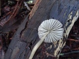 Mycena tenax image