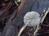 Mycena tenax image