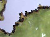 Tuckermanopsis ciliaris image