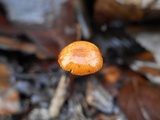 Rhizomarasmius pyrrhocephalus image