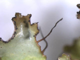 Tuckermanopsis ciliaris image