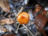 Rhizomarasmius pyrrhocephalus image