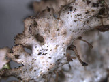 Tuckermanopsis ciliaris image