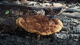 Phellinus gilvus image