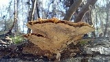 Phellinus gilvus image