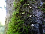 Mycena corticola image