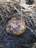 Suillus luteus image