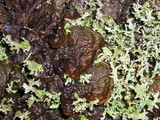 Peltigera neopolydactyla image