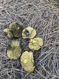 Suillus luteus image