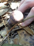 Tylopilus plumbeoviolaceus image