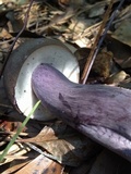 Tylopilus plumbeoviolaceus image