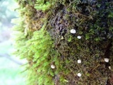 Mycena corticola image