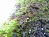Mycena corticola image