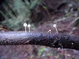 Mycena adscendens image
