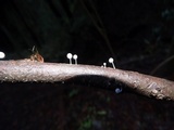 Mycena adscendens image