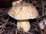 Suillus tomentosus image