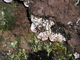 Peltigera neopolydactyla image