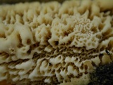 Phlebia acerina image