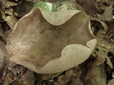 Tylopilus minor image