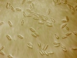 Tylopilus minor image