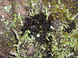 Leptogium palmatum image