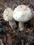 Amanita canescens image