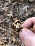 Psilocybe coprophila image