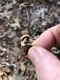 Psilocybe coprophila image