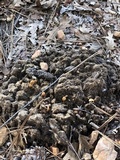Psilocybe coprophila image