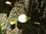 Ganoderma curtisii image