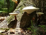 Ganoderma curtisii image