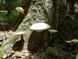 Ganoderma curtisii image