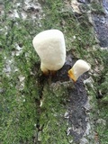 Ganoderma curtisii image