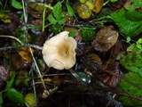 Clitocybe salmonilamella image