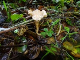 Clitocybe salmonilamella image