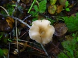 Clitocybe salmonilamella image
