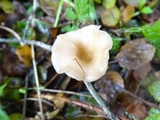 Clitocybe salmonilamella image