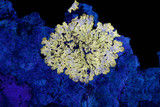 Pyxine subcinerea image