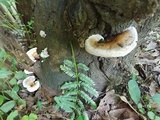 Ganoderma curtisii image