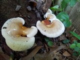 Ganoderma curtisii image
