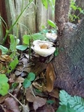 Ganoderma curtisii image