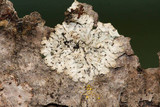 Pyxine subcinerea image
