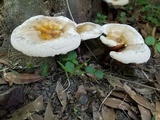 Ganoderma curtisii image